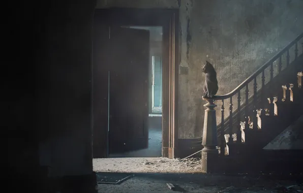 Cat, Dust, Ladder, Cat, Dirt, Art, Abandoned house, Cat