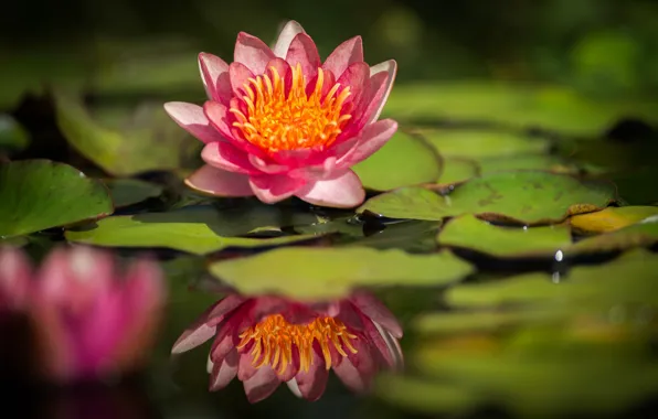 Picture leaves, water, reflection, Lily, water Lily