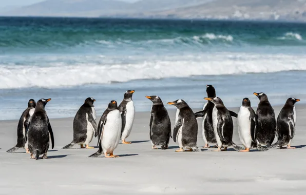 Sea, coast, pack, penguins