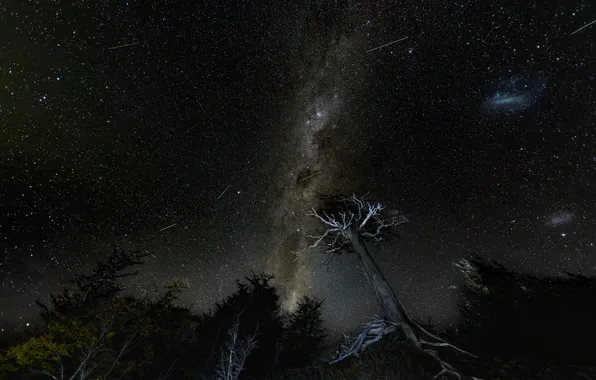 The sky, stars, trees, night, darkness, The milky way, view, the light of distant planets