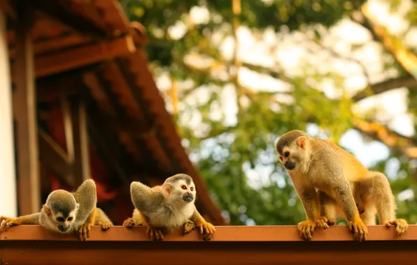 Roof, family, monkey