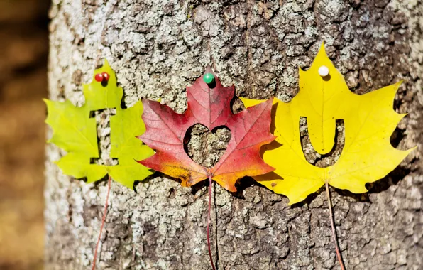 Picture autumn, leaves, love, tree, heart, colorful, love, i love you