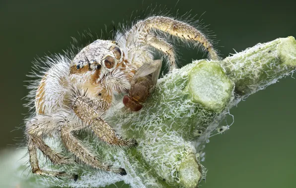 Fly, the victim, spider, mining
