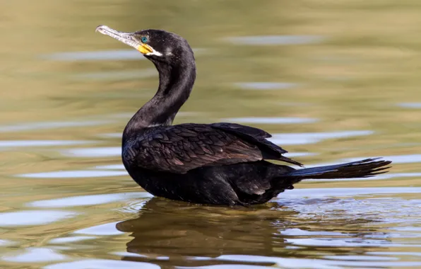 Bird, beak, tail, neck, cormorant