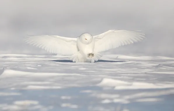 Winter, field, snow, flight, owl, bird, wings, the snow