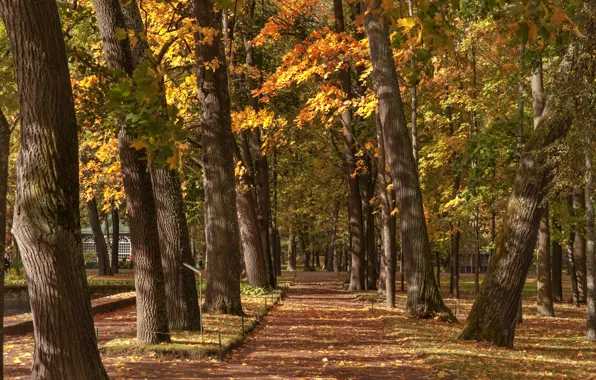 Picture autumn, trees, Park, Saint Petersburg, Russia, Nevskaya Guba