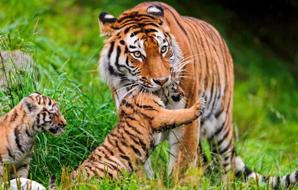 Grass, cats, tigers, tiger, family, Amur, ©Tambako The Jaguar