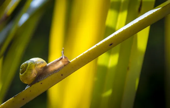 Picture nature, snail, color