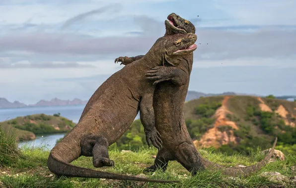 Fight, pair, two, Varan, lizards