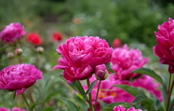 Picture leaves, flowers, buds, peonies