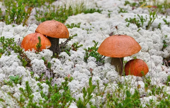 Mushrooms, moss, aspen