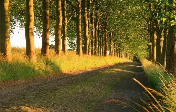 Picture road, summer, trees, nature