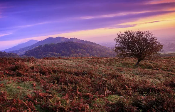 Picture autumn, sunset, tree