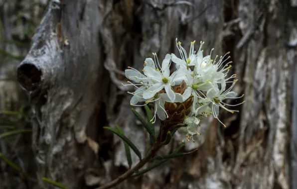 Forest, macro, flowers, stump, white, bogulnik