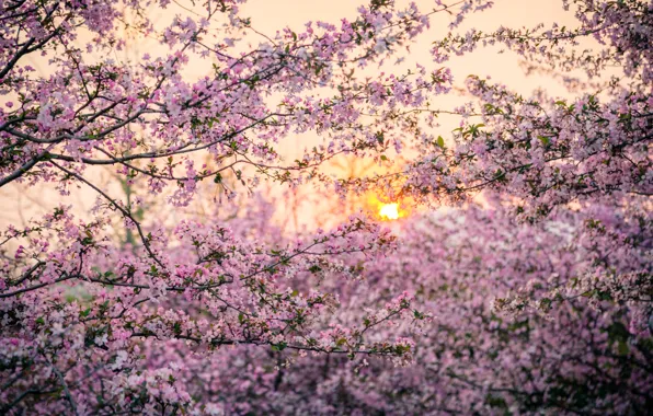 Picture the sun, trees, sunset, spring, Japan, Sakura