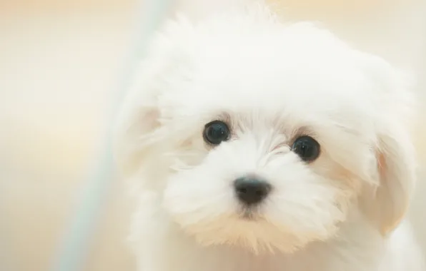 Dog, puppy, white, white, sad, puppy, dog, cute