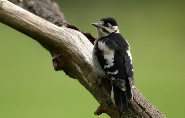 Bird, woodpecker, log