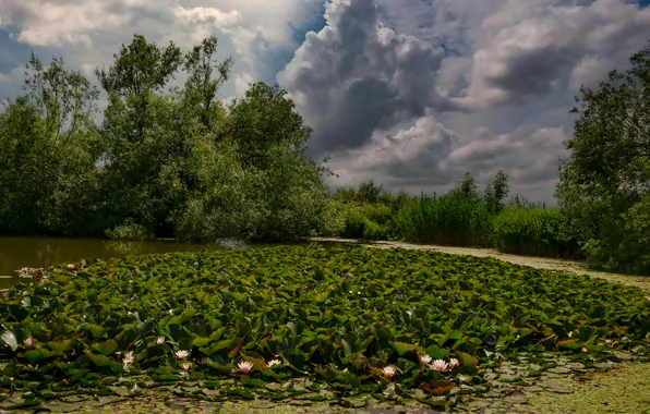 Clouds, trees, pond, violet, Before the storm, Elena Brezhitskaya