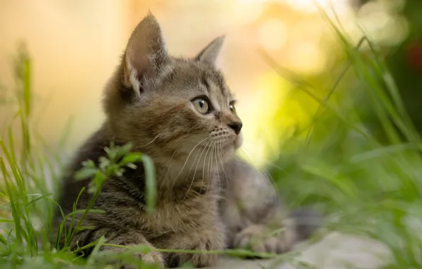 Picture summer, grass, look, nature, animal, kitty