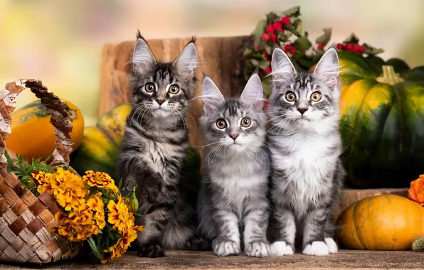 Autumn, look, cats, flowers, kitty, stump, harvest, fruit