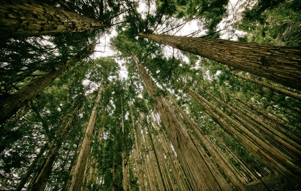 Forest, trees, view, pine, view