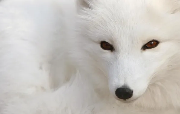 White, Fox