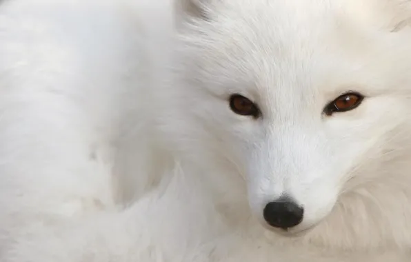 Picture white, Fox