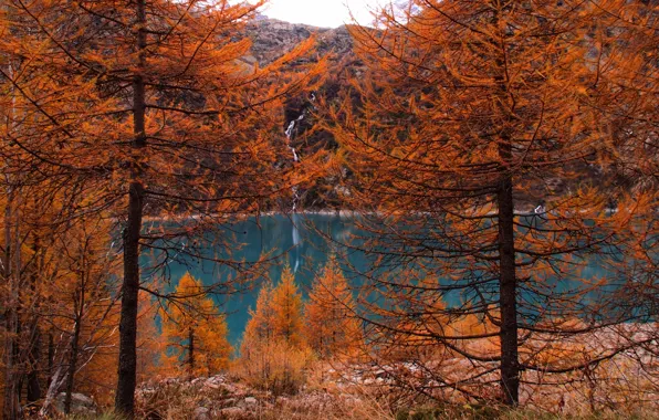 Picture autumn, forest, trees, mountains, nature, lake, forest, Nature