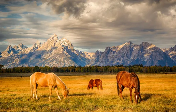 Field, the sky, clouds, sunset, mountains, horse