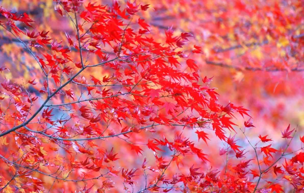 Picture leaves, branches, tree, bright, Autumn, red