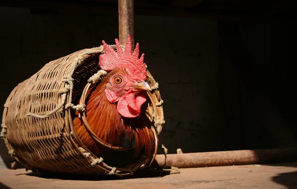 Picture background, basket, cock