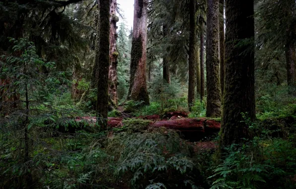 Picture forest, trees, nature, USA, Hoh Rainforest