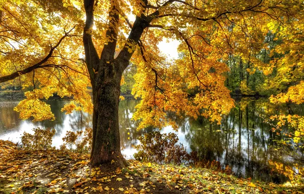 Picture autumn, pond, Park, Saint Petersburg, Ekateringof