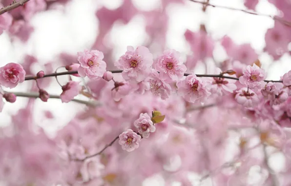 Picture flowers, branches, spring, pink, flowering