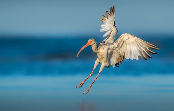 Nature, bird, Young American white ibis