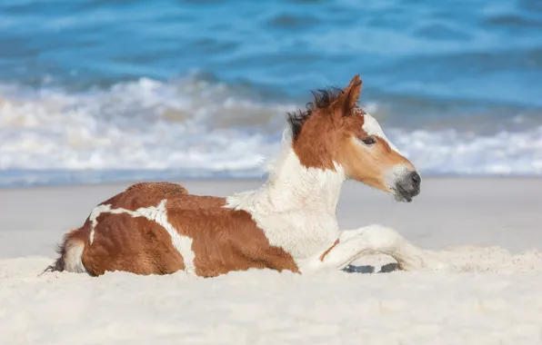 Sand, the ocean, horse, foal