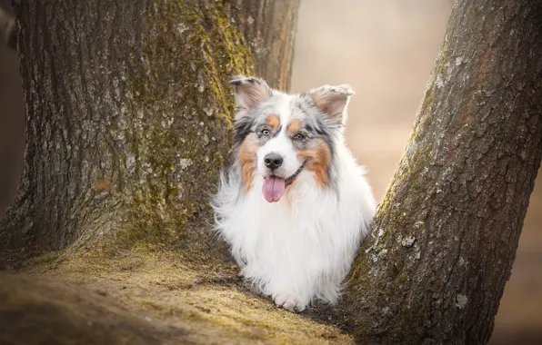 Language, face, trees, dog, Australian shepherd, Aussie