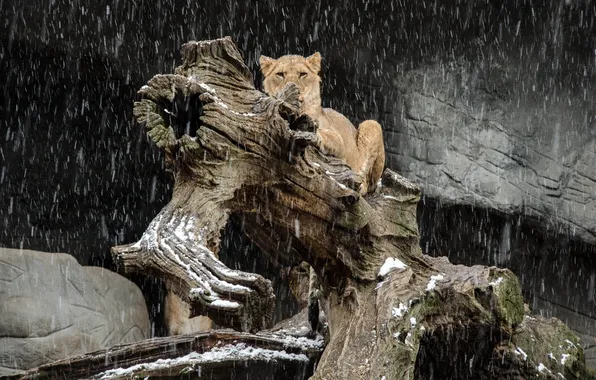Face, predator, Leo, log, lioness, wild cat, snowfall