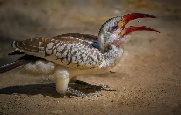 Sand, bird, beak, Boris Bekelman, Bucerotidae, The Tanzanian Red-Billed Rhinoceros, Tockus ruahae