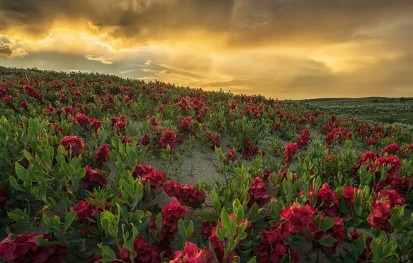 Picture clouds, flowers, Canada, Saskatchewan