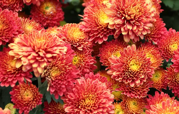 Picture photo, Flowers, A lot, Chrysanthemum