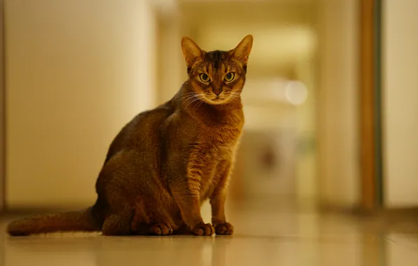 Picture Abyssinian, background, look, cat