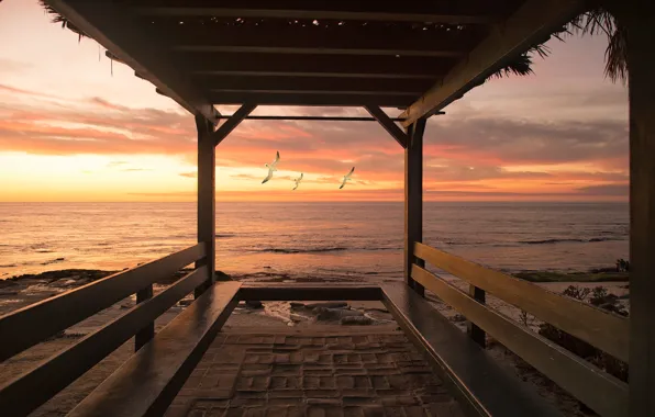 Sea, water, the sun, sunset, nature, the ocean, seagulls