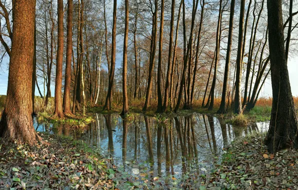 Picture autumn, leaves, water, trees, nature, foliage, Germany