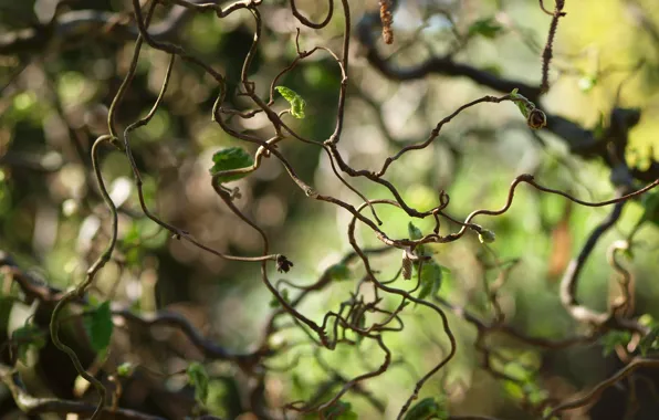 Picture leaves, macro, nature, blur, curves, leaves, Liana