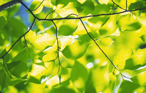 Picture greens, freshness, branches, nature, tree, foliage, branch, spring leaves