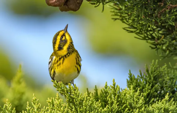 Branches, background, bird, thuja, Fearful forest songster