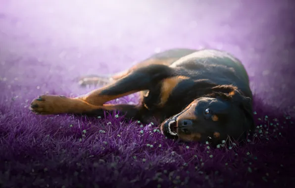 Grass, look, nature, glade, black, dog, mouth, puppy