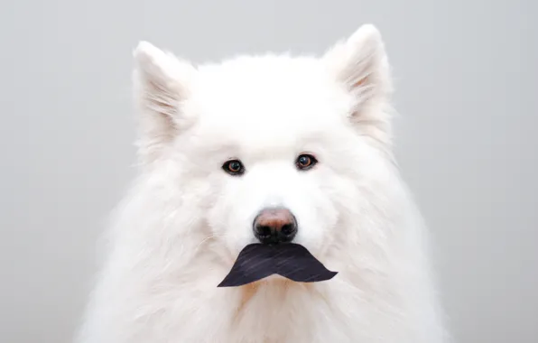 Look, pose, dog, face, Samoyed