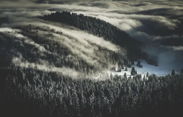 Picture fog, nature, forest, winter